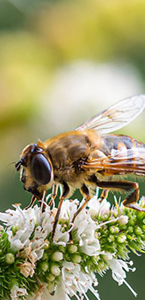 Biodiversity